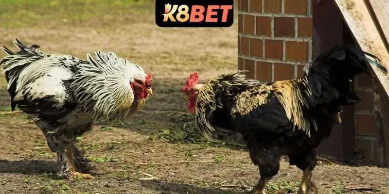 Đá gà cựa sắt