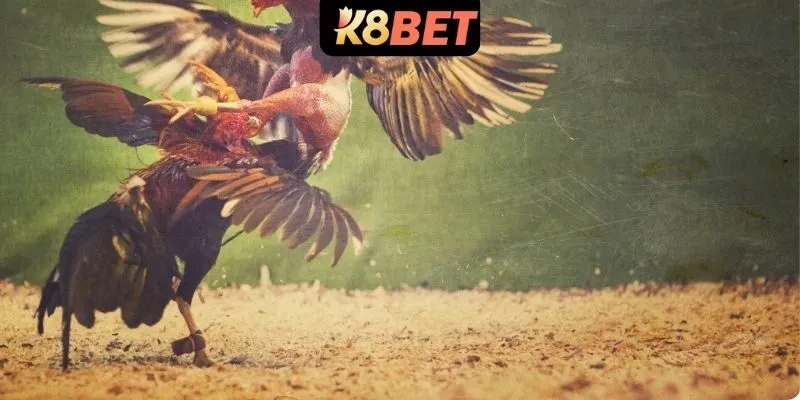 Giới thiệu luật cược chọi gà đòn cho newbie