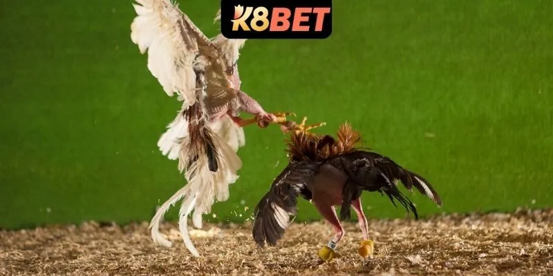 Giới thiệu về đá gà cựa sắt