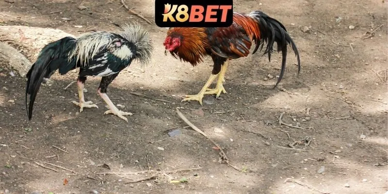 Luật chi tiết hình thức cựa sắt