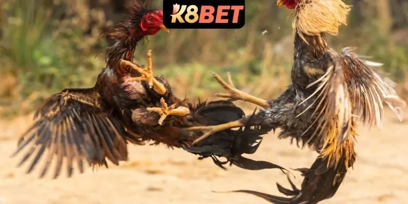 Tổng hợp bí kíp chọn gà chiến để thắng lớn