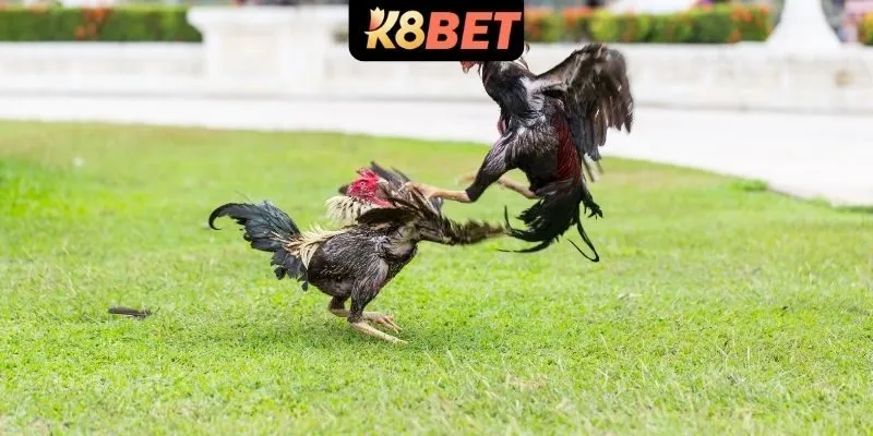 Tổng quan về bộ môn đá gà đòn trực tuyến